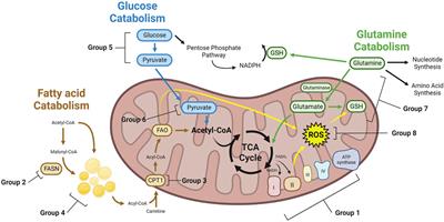 Rewiring of mitochondrial metabolism in therapy-resistant cancers: permanent and plastic adaptations